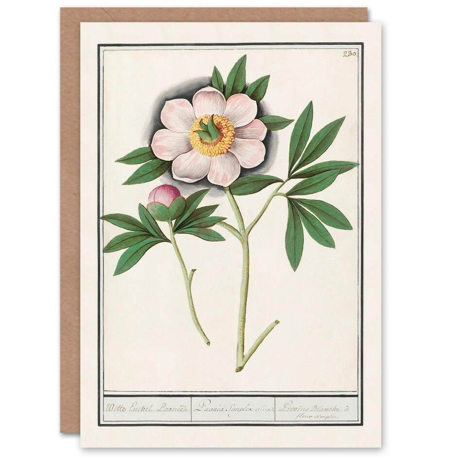 image 1 of Anselmus de Boodt Art Card Blooming Peony Flower Study