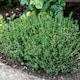 image 4 of Marshalls Garden Thyme Vulgaris 6 x 9cm