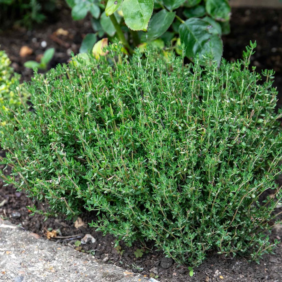 image 1 of Marshalls Garden Thyme Vulgaris 6 x 9cm