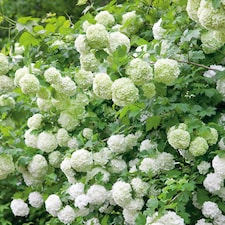 Viburnum opulus Roseum Snowball White Flowering Shrub, RHS AGM 9cm