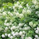 image 1 of Viburnum opulus Roseum Snowball  White Flowering Shrub, RHS AGM 9cm
