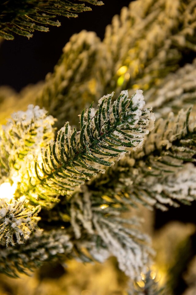 image 1 of Christmas Tree World  6ft/180cm Arbor Vitae Fir Half Christmas Tree