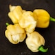 image 2 of White Chocolate Habanero Chilli Pepper Seeds (10) Fruity Smoky 100 000 SHU Half-Hardy Annual Thompson & Morgan