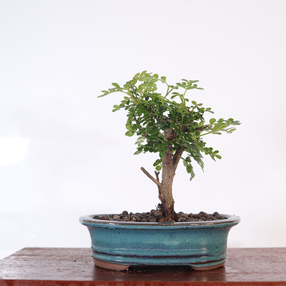 image 1 of Yorkshire Bonsai Chinese Pepper (Zanthoxylum Pipertum) Bonsai Tree Broom In 16cm Pot