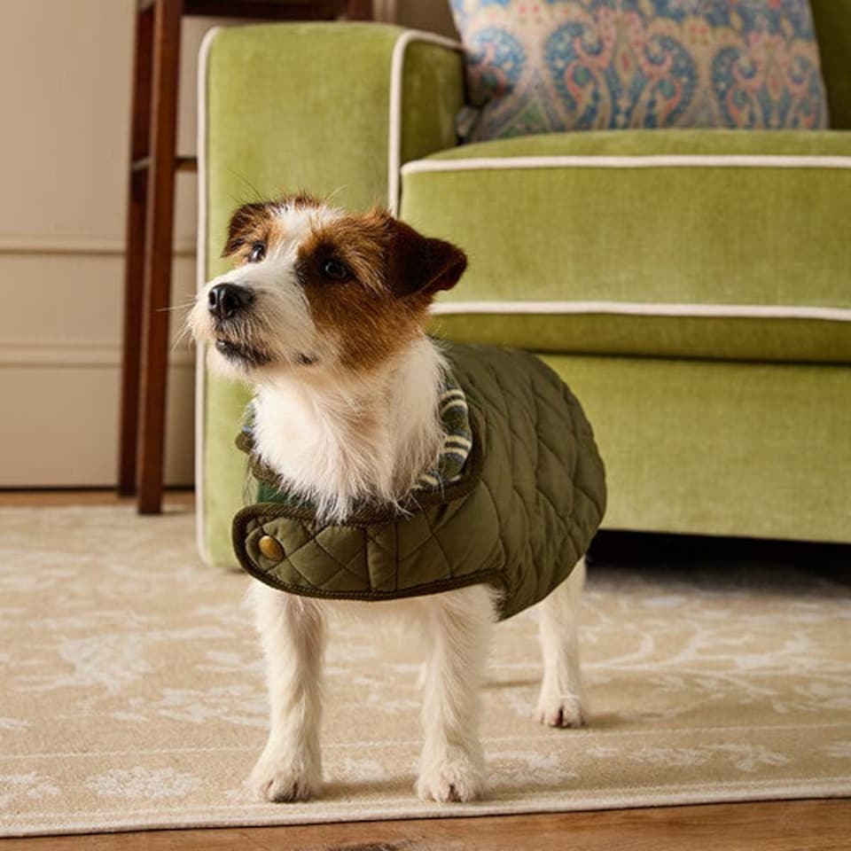 image 1 of Joules Small Khaki Quilted Dog Coat