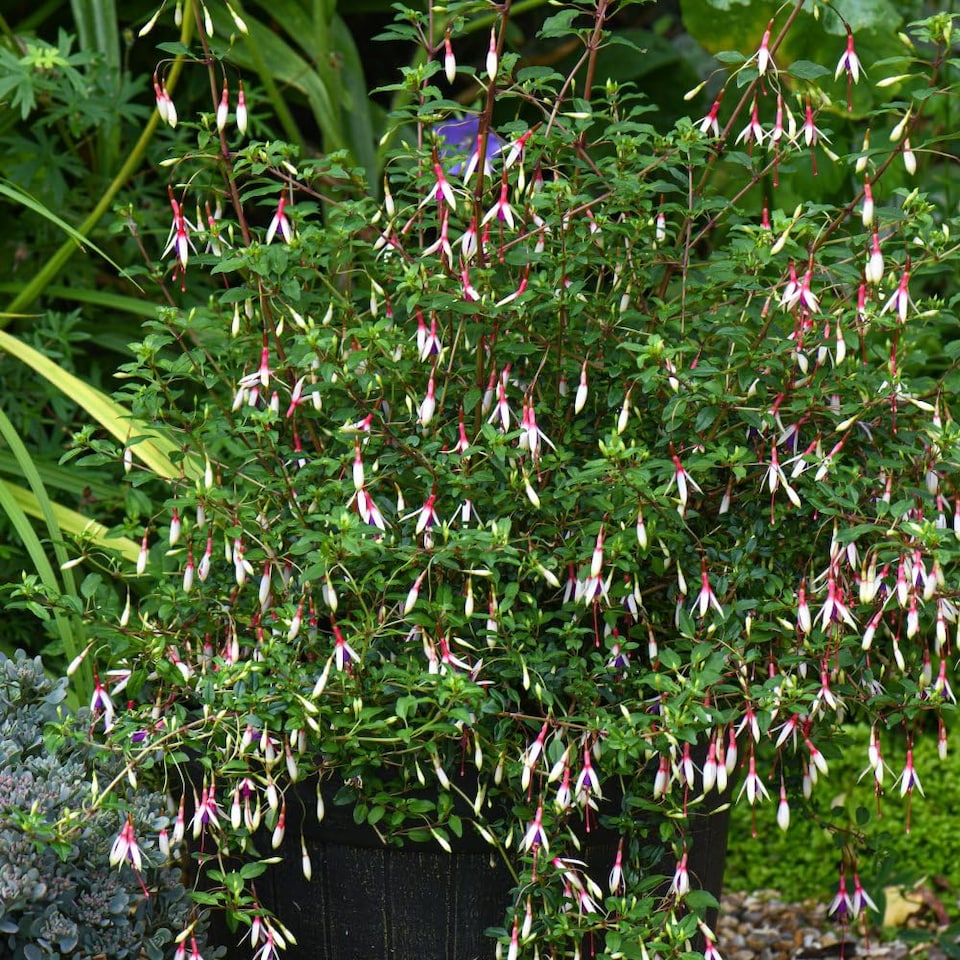 Hardy Fuchsia magellanica Arauco 1 Jumbo Plug Plant - Tesco Groceries