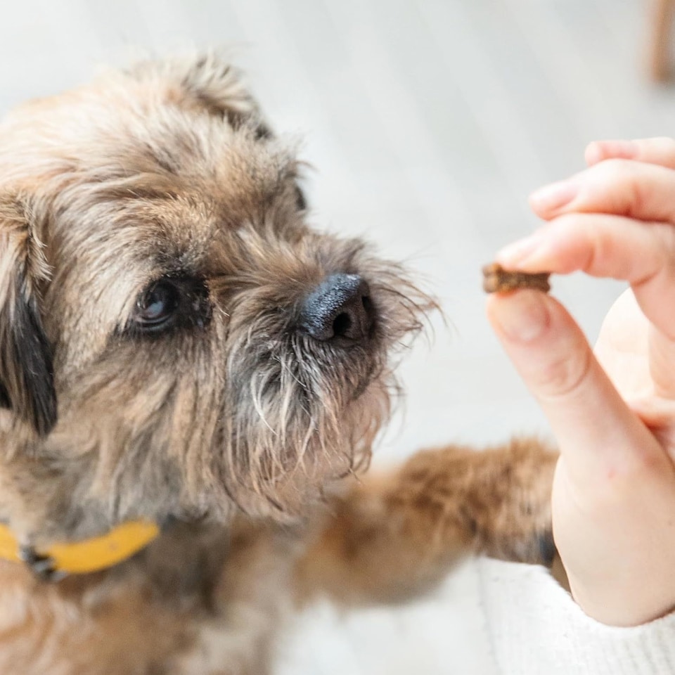 image 1 of 10 x 70g Tails.com Inner Vitality Duck Cold Pressed Rewards Dog Treats Pouches