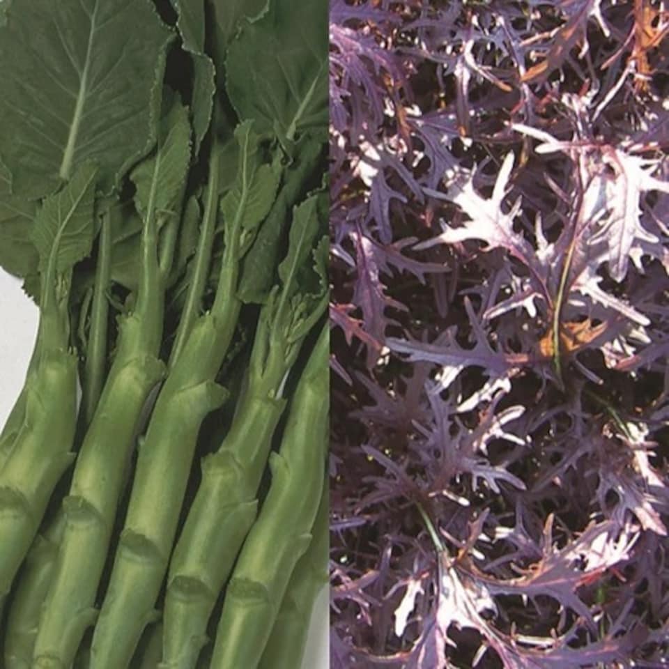 image 1 of Salad Spicy Collection Pack | Multi | Green, White, Purple | Seeds | 4