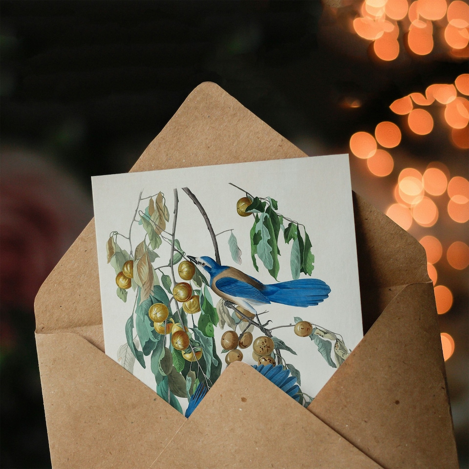 image 1 of John James Audubon Art Card Florida Jay and Persimmon Tree