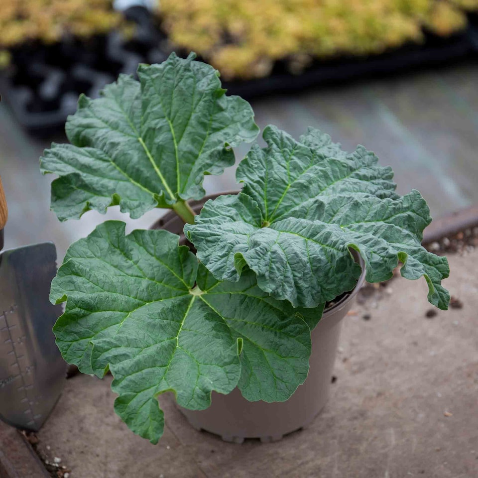 image 1 of Marshalls Garden Rhubarb Collection - 3 Crowns | Green | Green, Red