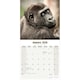 image 3 of Apes 2026 Calendar | Square Wall Calendar | Animal Gift | Plastic Free Packaging | by Avonside Publishing