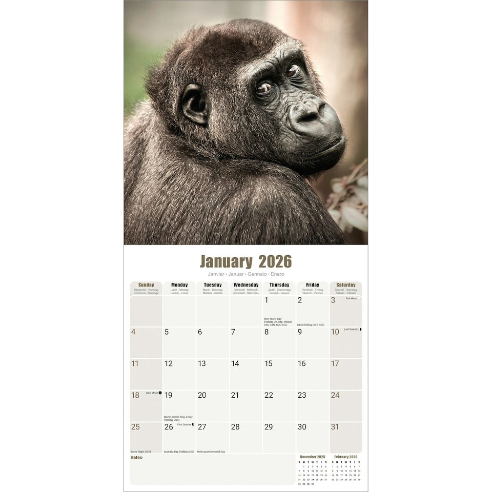 image 1 of Apes 2026 Calendar | Square Wall Calendar | Animal Gift | Plastic Free Packaging | by Avonside Publishing