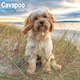 image 1 of Cavapoo 2026 Calendar | Square Wall Calendar | Dog Breed Gift | Plastic Free Packaging | by Avonside Publishing