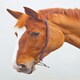 image 1 of Shires Blenheim Chifney Bit Strap Brown | Size: Cob
Colour: H.Brown