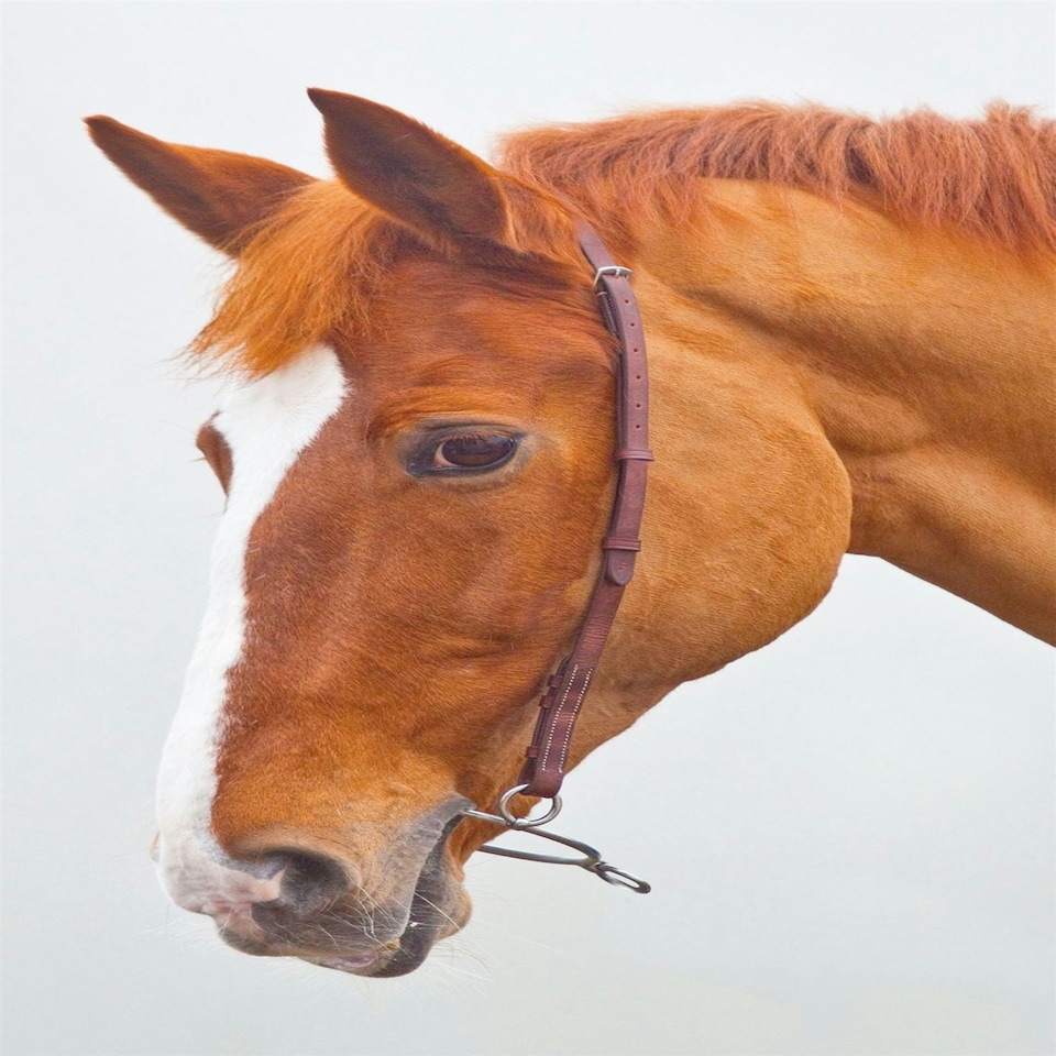 image 1 of Shires Blenheim Chifney Bit Strap Brown | Size: Cob
Colour: H.Brown