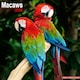 image 1 of Macaws 2026 Calendar | Square Wall Calendar | Bird Gift | Plastic Free Packaging | by Avonside Publishing