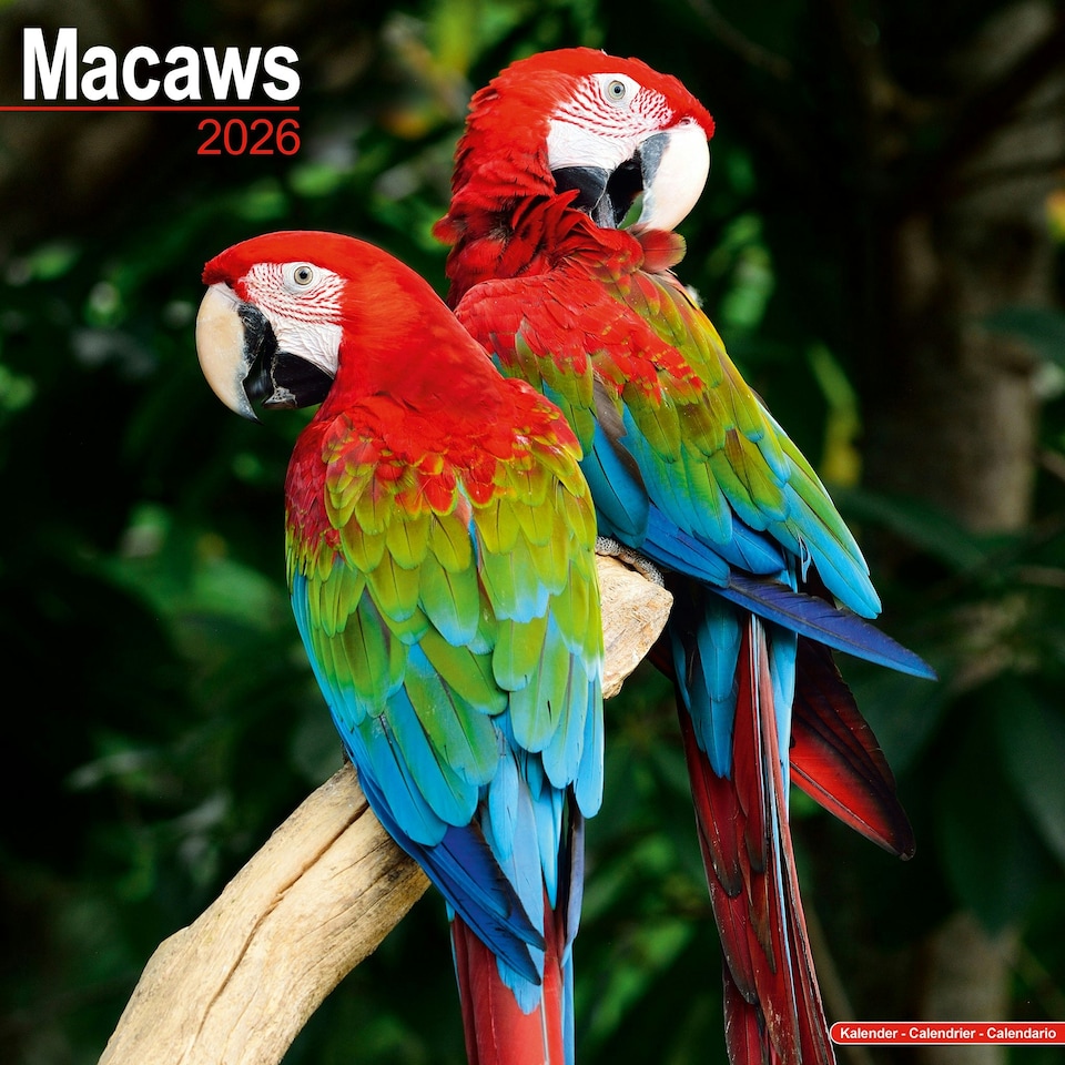 image 1 of Macaws 2026 Calendar | Square Wall Calendar | Bird Gift | Plastic Free Packaging | by Avonside Publishing