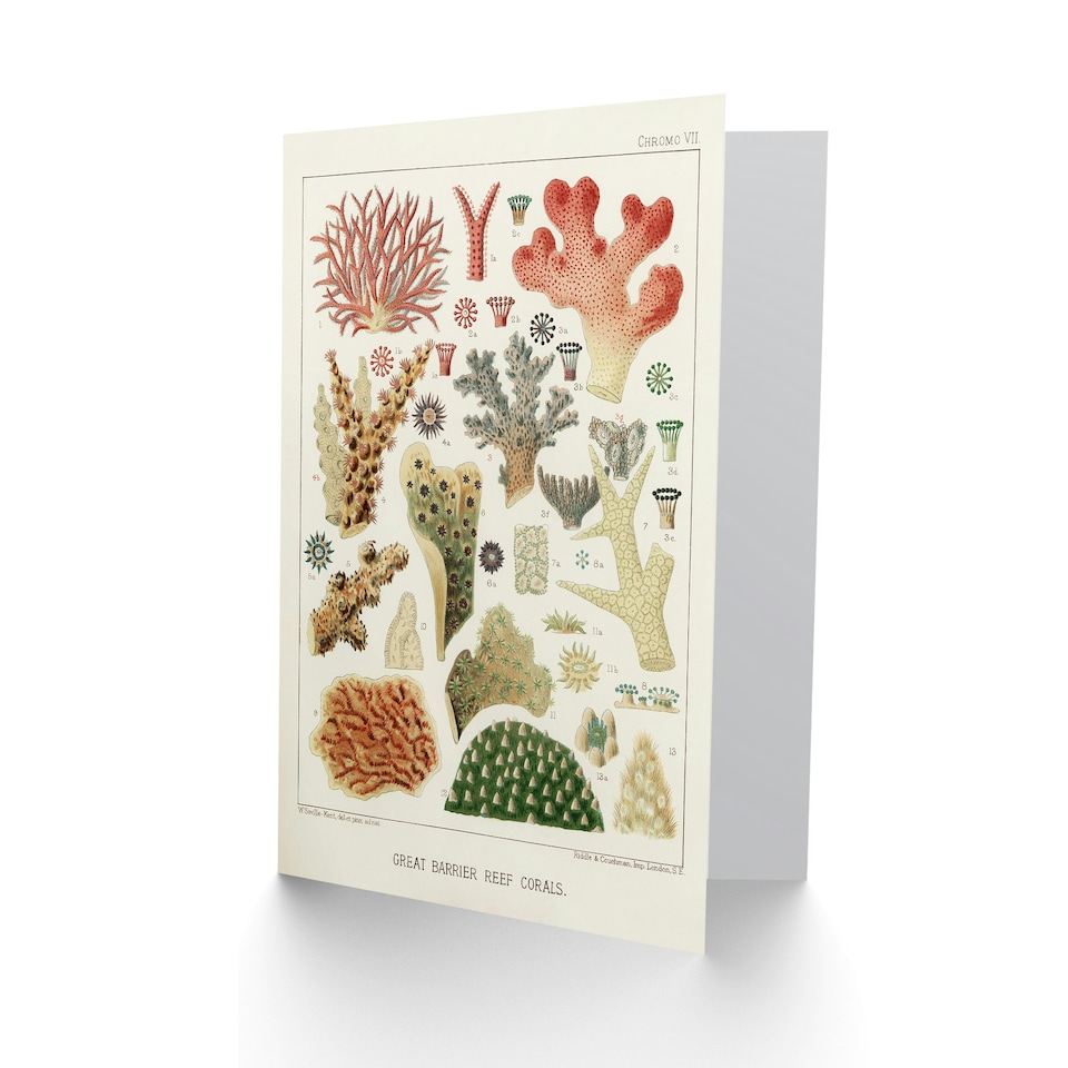 image 1 of William Saville Kent Art Card Great Barrier Reef of Australia Corals