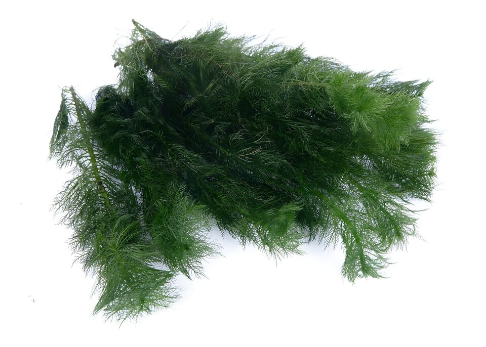 image 1 of Milfoil (Myriophyllum hippuroides) - Live Aquarium Plant for Midground Planting, No CO2 Needed - Fish Tank Plant