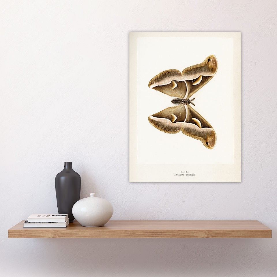 image 1 of Ailanthus Silkmoth Vintage Illustration Denton Huge Wall Art Print 18X24 In