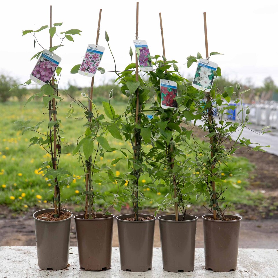 image 1 of Marshalls Garden Clematis 'Multi Blue' | Blue | Navy Blue | 7cm Plants | 1