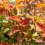 Bright orange new leaves