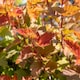 image 1 of Marshalls Garden Physocarpus 'Magic Ball' - 3 x 9cm Potted Shrubs