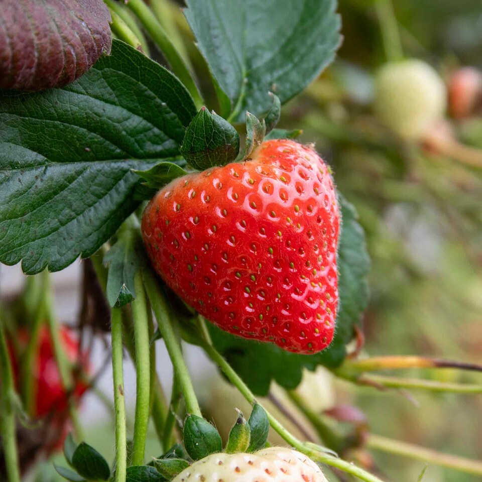 image 1 of Marshalls Garden Strawberry 'Sweetest Tasting' Collection - 3 Varieties 30 bare root