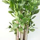 image 5 of Green Jade Plant 75cm Extra Large Realistic | Green | 2ft
