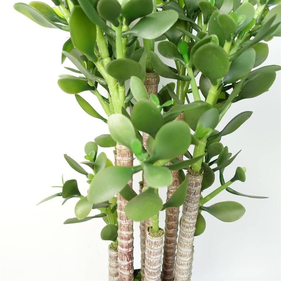 image 1 of Green Jade Plant 75cm Extra Large Realistic | Green | 2ft