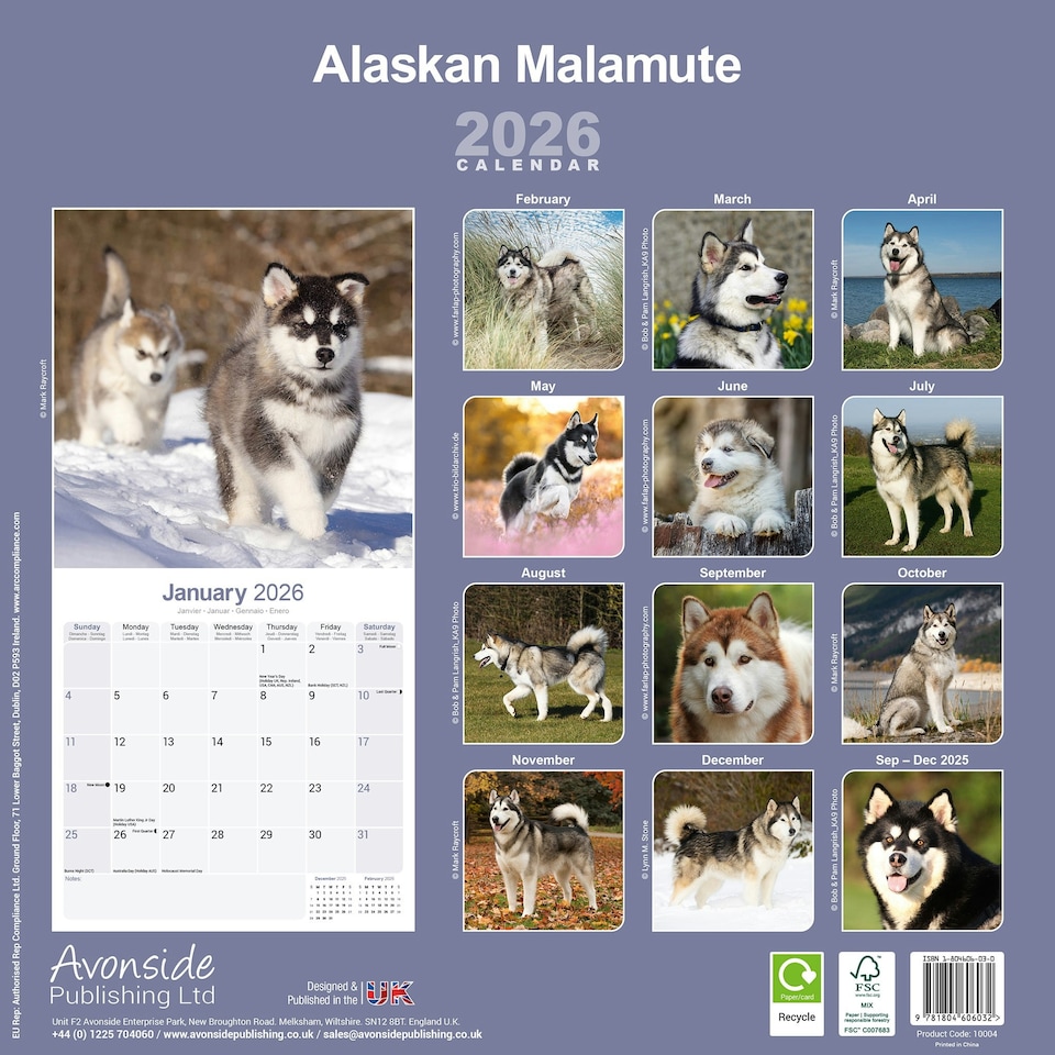 image 1 of Alaskan Malamute 2026 Calendar | Square Wall Calendar | Dog Breed Gift | Plastic Free Packaging | by Avonside Publishing