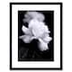 image 1 of Photo Nature Black White Rose Petal Flower 9x7" Black Framed Wall Art Print