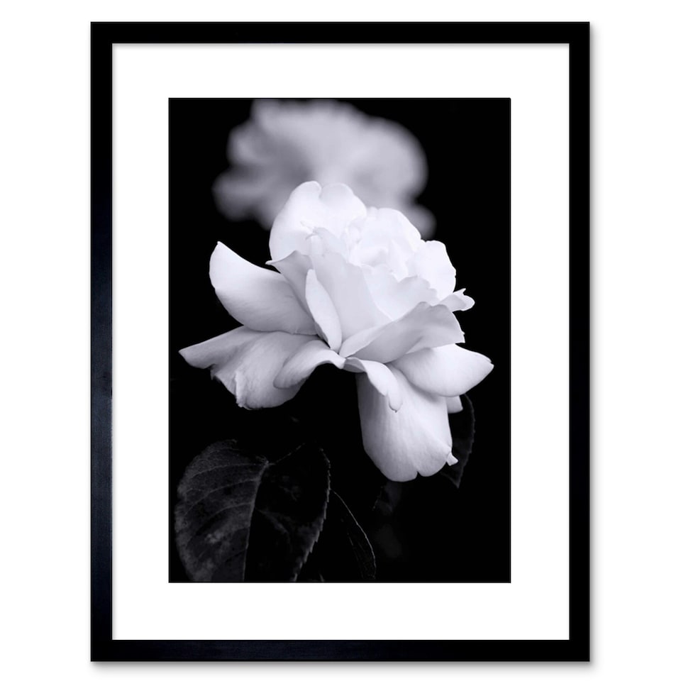 image 1 of Photo Nature Black White Rose Petal Flower 9x7" Black Framed Wall Art Print