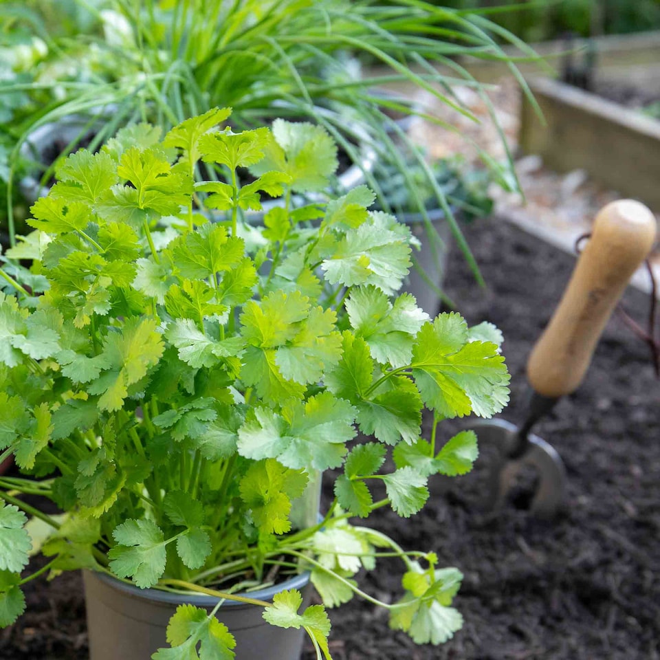image 1 of Marshalls Garden Coriander Plant - 3 plug plants