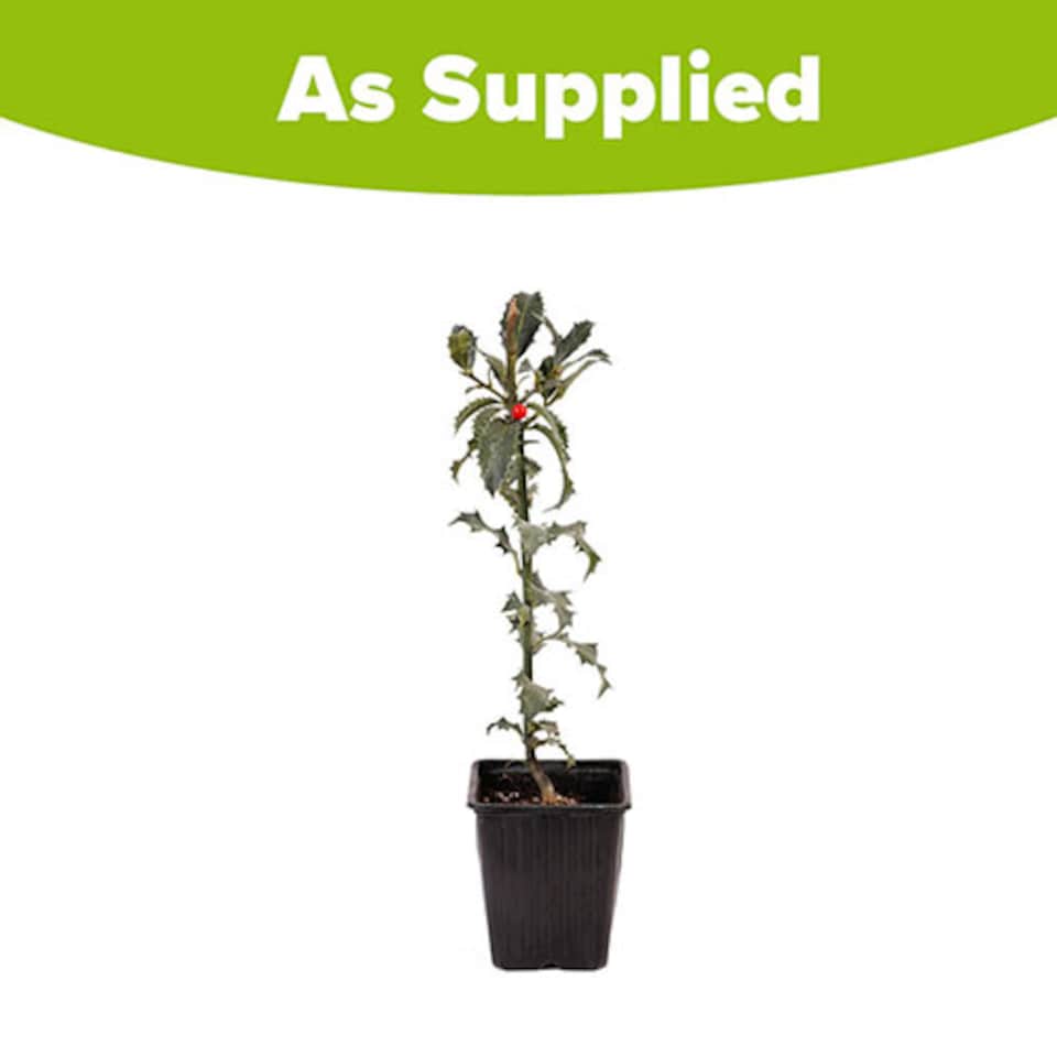 image 1 of YouGarden English Holly Hedge, Established Plant in 9cm Pot, 20-40cm Tall Tree or Hedge, Attracts Wildlife and Birds