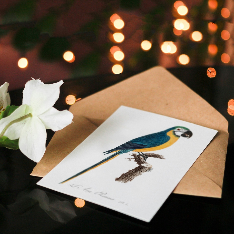 image 1 of Francois Levaillant Art Card Blue and Yellow Macaw Parrot