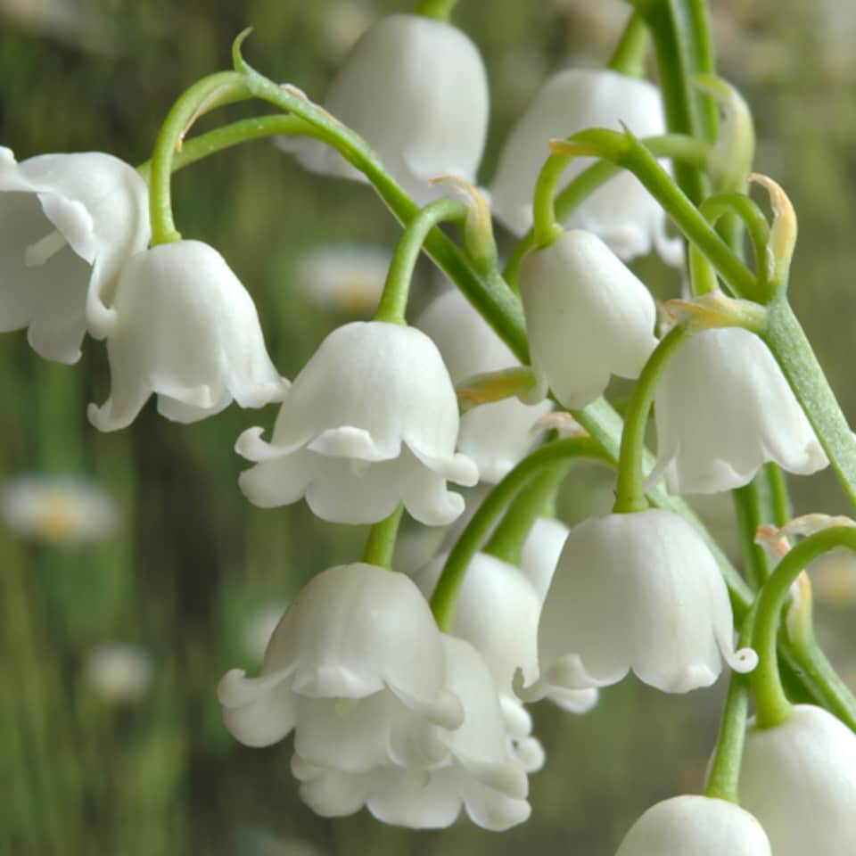 image 1 of YouGarden Lily of the Valley Perennial Plants, Set of Three Established Plants in 9cm Pots, Favourite Plant of Queen Elizabeth