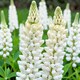 image 4 of Carbeth Plants Lupin Gallery White in 2L Pot - Compact Hardy Lupin Perennial with White Flower Spikes
