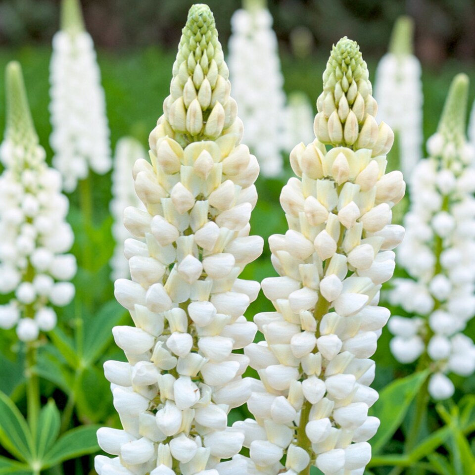 image 1 of Carbeth Plants Lupin Gallery White in 2L Pot - Compact Hardy Lupin Perennial with White Flower Spikes