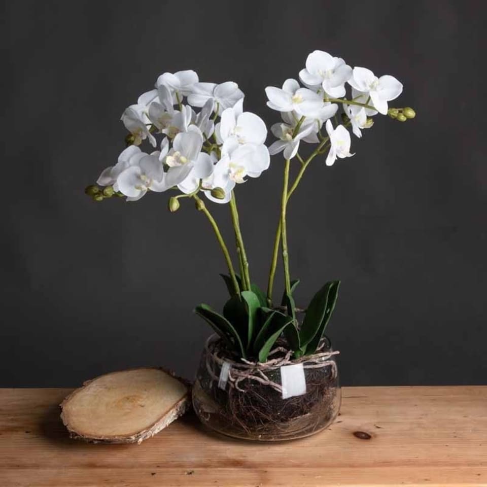 image 1 of Orchid in Glass Pot Artificial Flower - Plastic - L21 x W21 x H61 cm - White