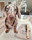 image 5 of Double Sided Pin & Bristle Bamboo Brush for Dog Grooming