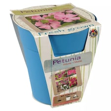 Flower Growing Kit | Blue | Petunia | 1