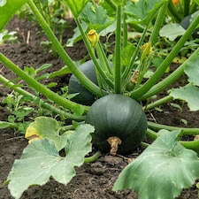 Marshalls Garden Courgette Seeds 'Eight Ball' Compact Round Variety | White | Green, Yellow, Orange | Seeds