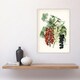 image 4 of Black Naples Victoria White Dutch Currants Wright Huge Wall Art Print 18X24 In