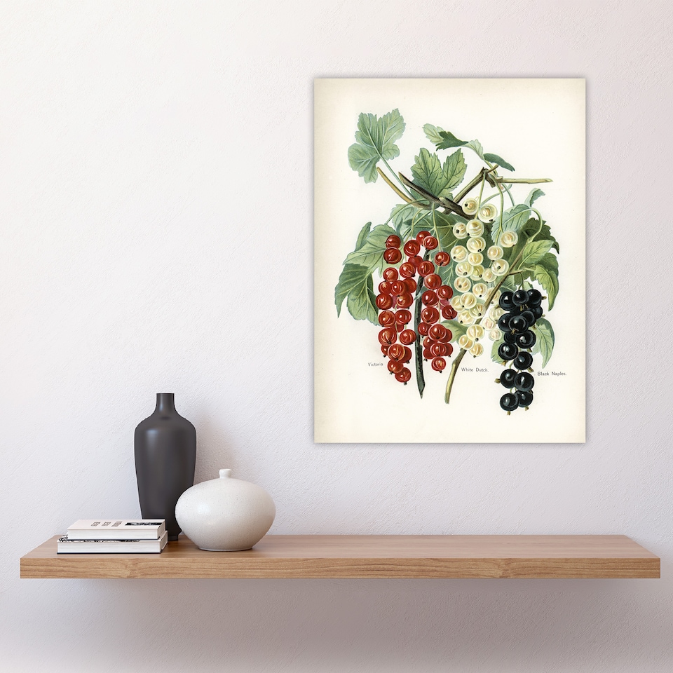 image 1 of Black Naples Victoria White Dutch Currants Wright Huge Wall Art Print 18X24 In