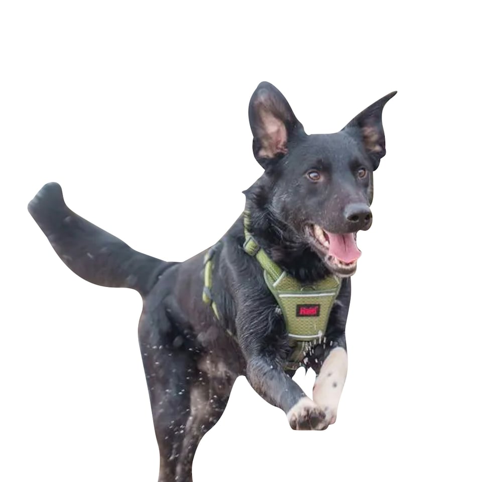 image 1 of Halti Anatomy Dog Harness - Green - XL