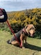 image 2 of Dog Rope Lead With Reflective Stitching and Padded Handle - Size & Colour Options - Lightweight - 1.5m Length / Red
