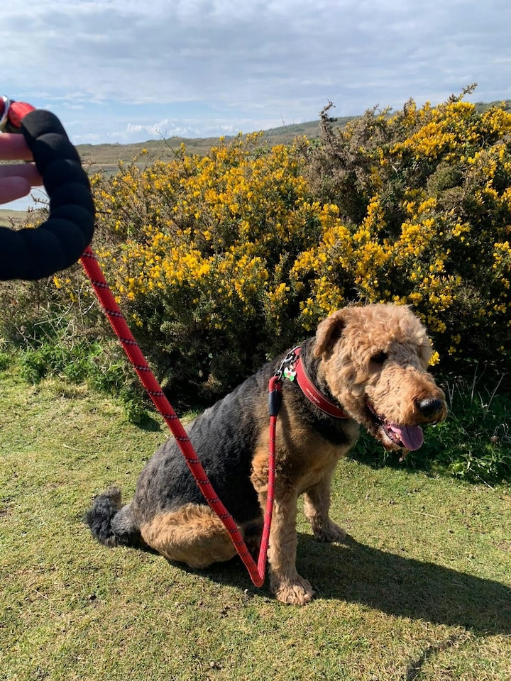image 1 of Dog Rope Lead With Reflective Stitching and Padded Handle - Size & Colour Options - Lightweight - 1.5m Length / Red