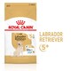 image 1 of Royal Canin Labrador Retriever Adult 5 Plus Dry Dog Food - 12 kg