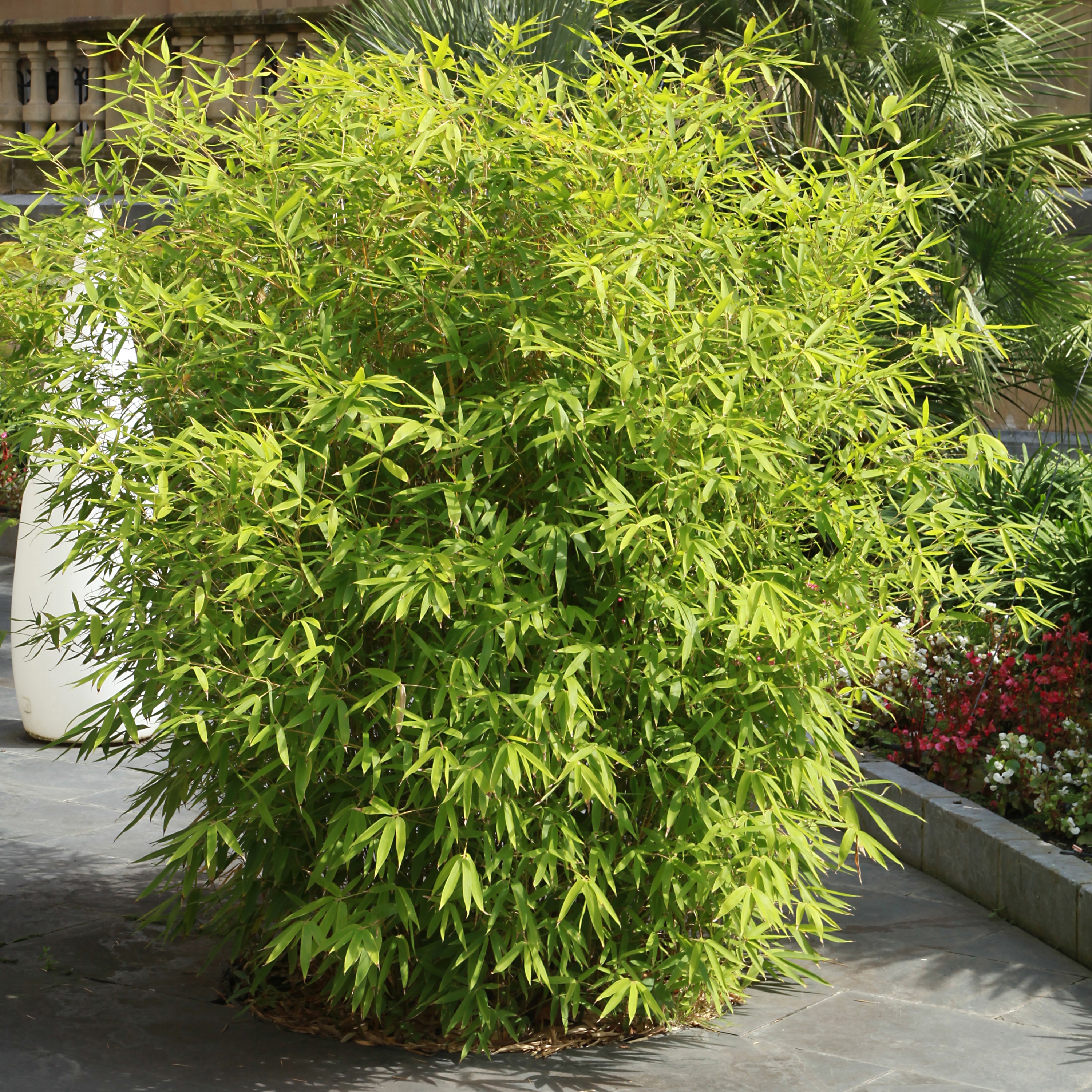 Fountain Bamboo Fargesia Rufa in a 2L Pot 40cm Tall
